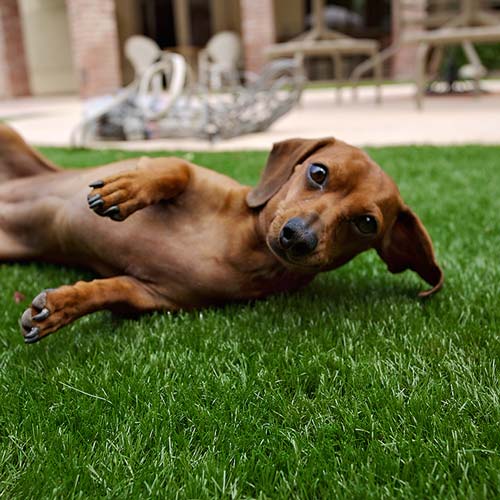 image of small dog on synlawn Windsor artificial grass for pets