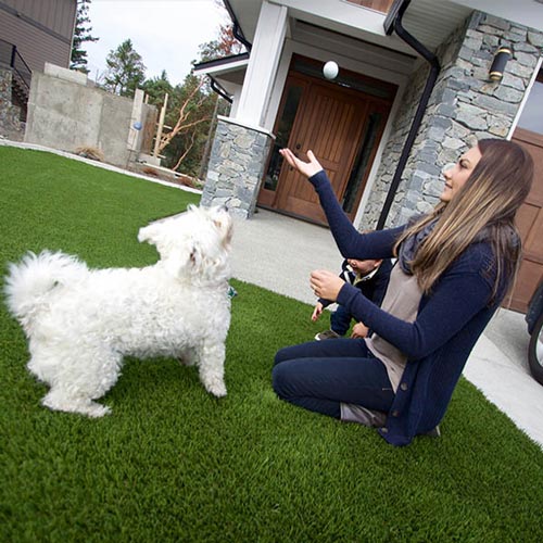 image of Pet friendly artificial grass for your furry friends available at SYNLawn Windsor